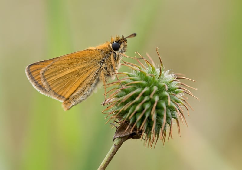 Butterfly Effect Image